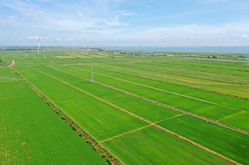 金年会全國綠色食品原料标準化生産基地創建面積近17萬畝